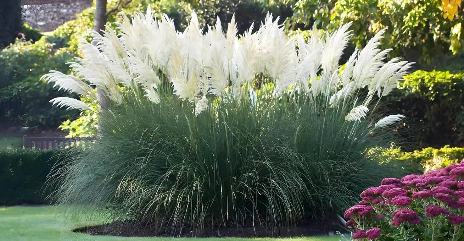 Ziergras Cortaderia selloana 'Sunningdale Silver' mit silbrig-weißen Blättern, Stauden Gänge, Pampasgras für Garten und Landschaft