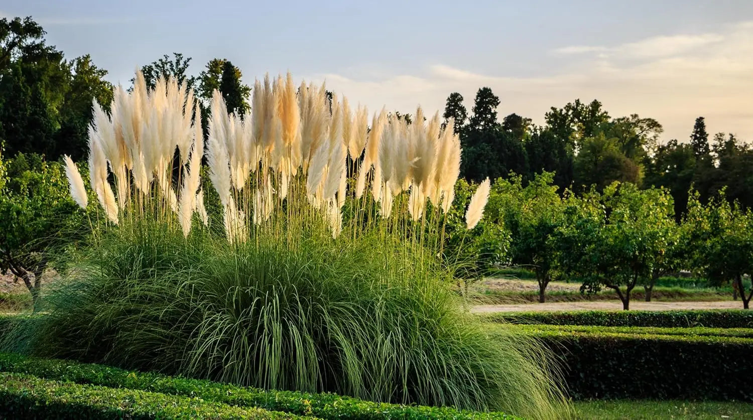Ziergras Cortaderia selloana 'Sunningdale Silver' mit silbernen Pampasgras-Ähren, Stauden Gänge, dekoratives weißes Pampasgras