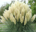 Weiße Cortaderia selloana, Pampasgras in XXL-Topf, Ziergras von Stauden Gänge, dekoratives und elegantes Gartenpflanzenbild