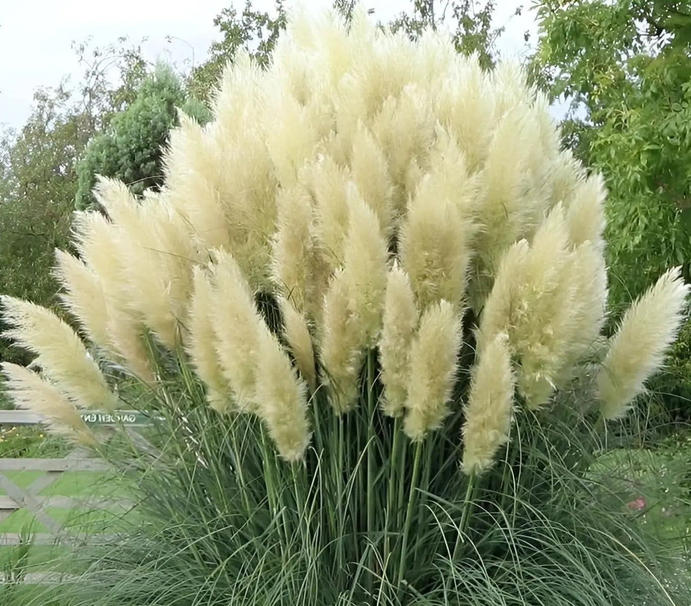 Weiße Cortaderia selloana, Pampasgras in XXL-Topf, Ziergras von Stauden Gänge, dekoratives und elegantes Gartenpflanzenbild