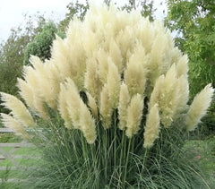Weiße Cortaderia selloana, Pampasgras in XXL-Topf, Ziergras von Stauden Gänge, dekoratives und elegantes Gartenpflanzenbild