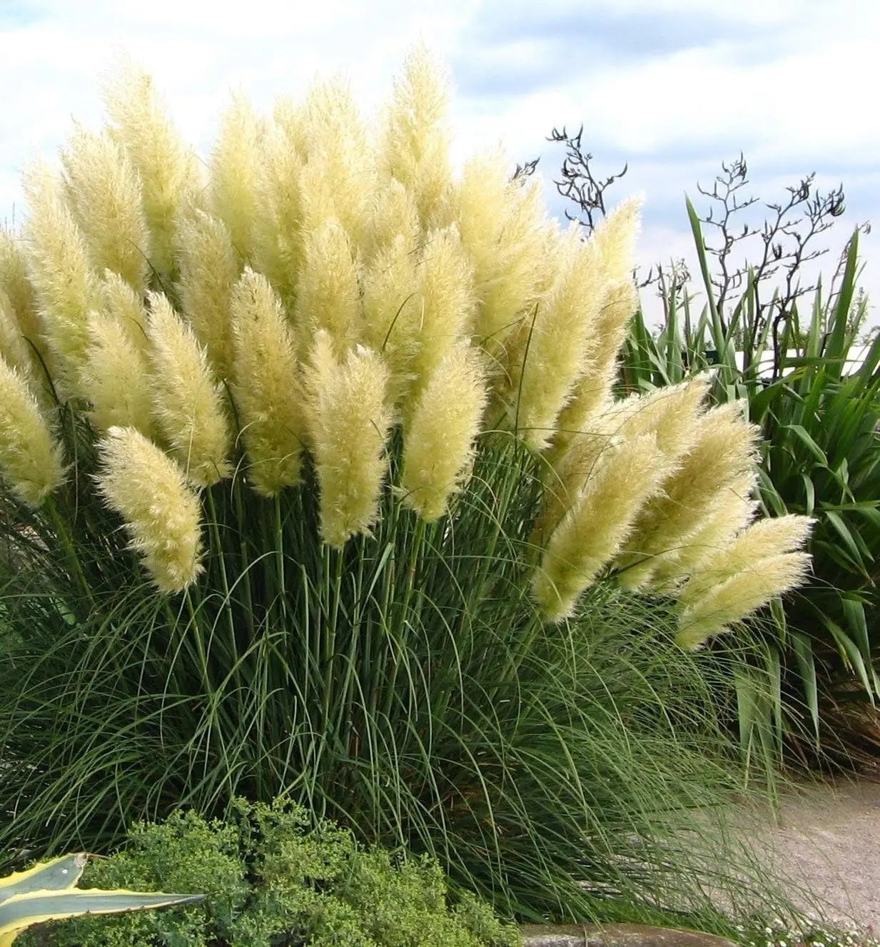 Weißes Pampasgras (Cortaderia selloana) in XXL Topf, Ziergras von Stauden Gänge, mit langen, federartigen Blättern.