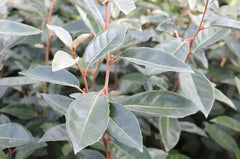 Wintergrüne Elaeagnus ebbingei, Ziergras von Stauden Gänge, mit silbrigen Blättern und buschiger Wuchsform.
