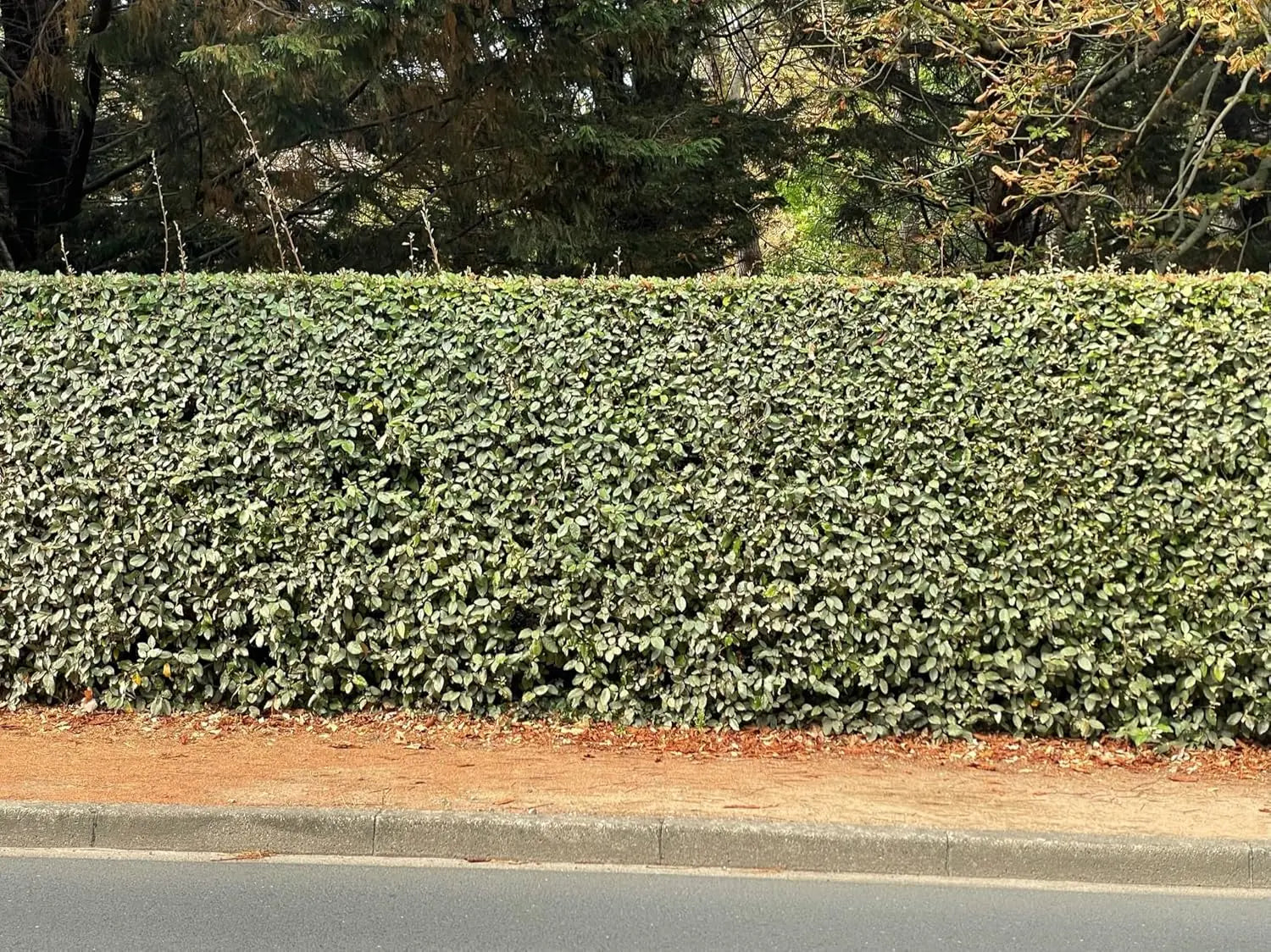 Wintergrüne Elaeagnus ebbingei Ziergras von Stauden Gänge, dichter Strauch mit silbrigen Blättern, ideal für Gartenbegrünung