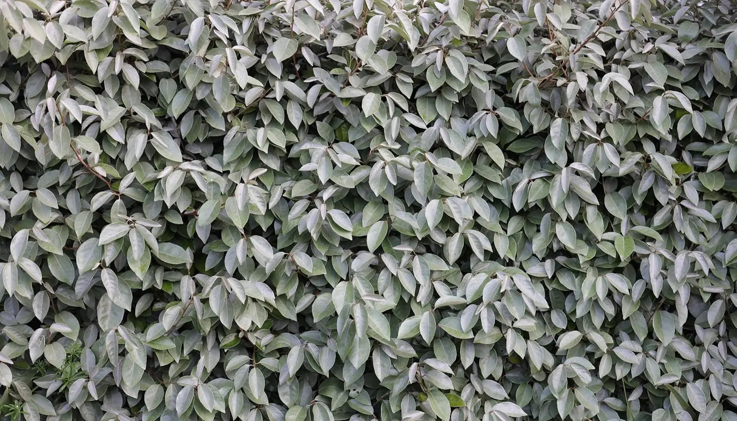 Ziergras Elaeagnus ebbingei, wintergrüne Ölweide, mit silbrigen Blättern, von Stauden Gänge, im Garten.