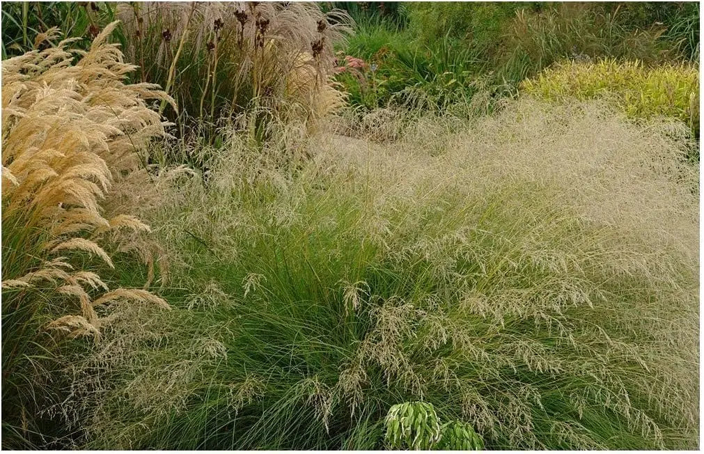 Ziergras Eragrostis curvula, Afrikanisches Liebesgras, mit feinen, lockeren Halmen, in natürlichem Gartenumfeld, Stauden Gänge.