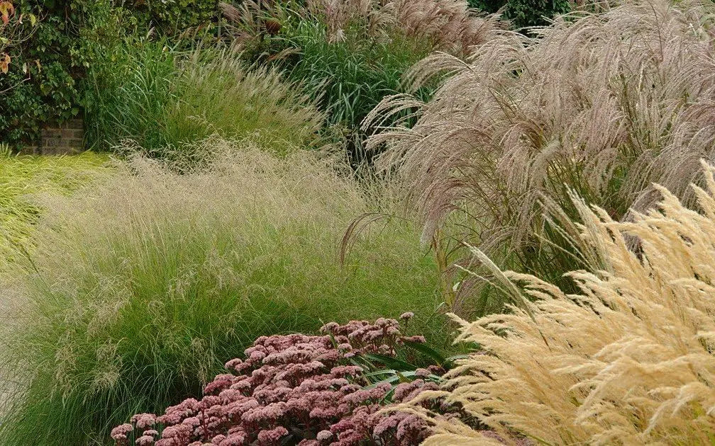 Ziergras Eragrostis curvula, Afrikanisches Liebesgras, bei Stauden Gänge, vielseitiges Ziergras für Garten und Balkon