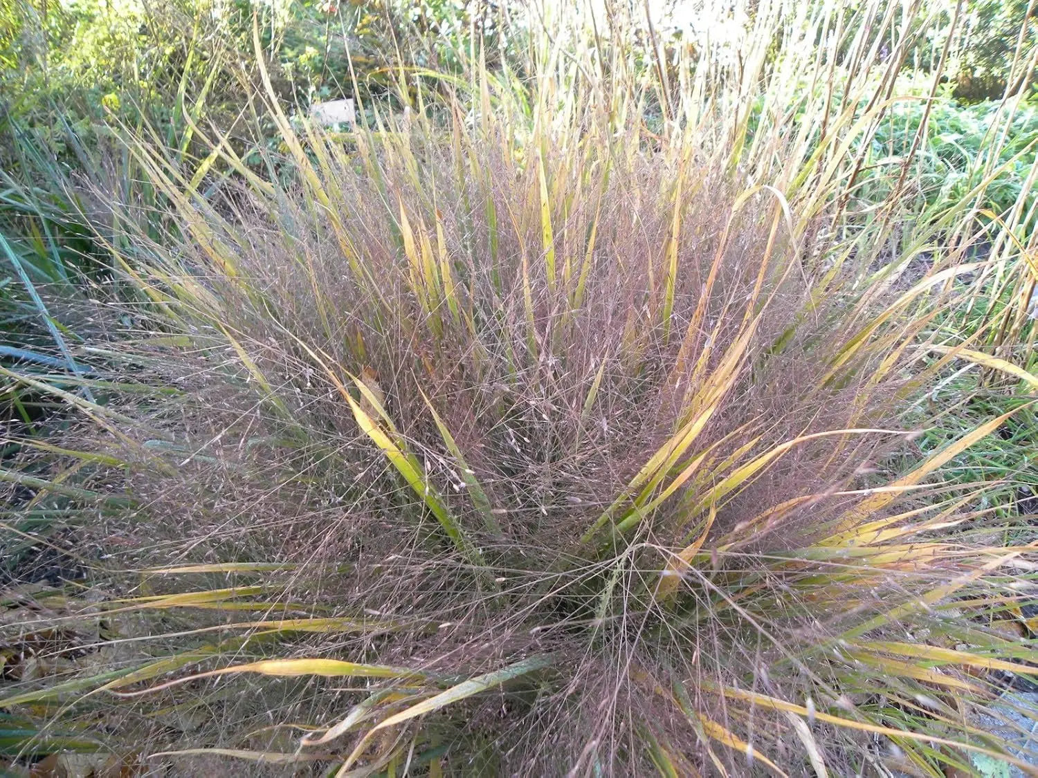 Ziergras Eragrostis spectabilis, Purpur Liebesgras, mit rosa Blüten, Stauden Gänge, dekoratives Ziergras im Garten
