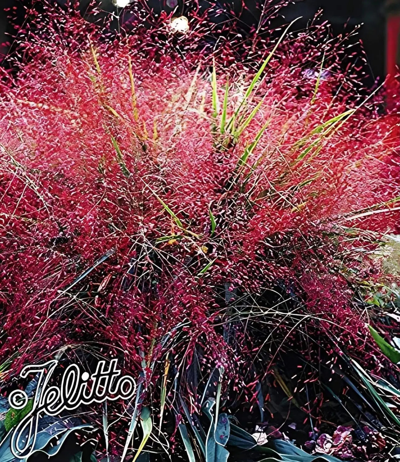 Ziergras Eragrostis spectabilis, Purpur Liebesgras, mit zarten, purpurfarbenen Blüten, wächst im Garten, Stauden Gänge