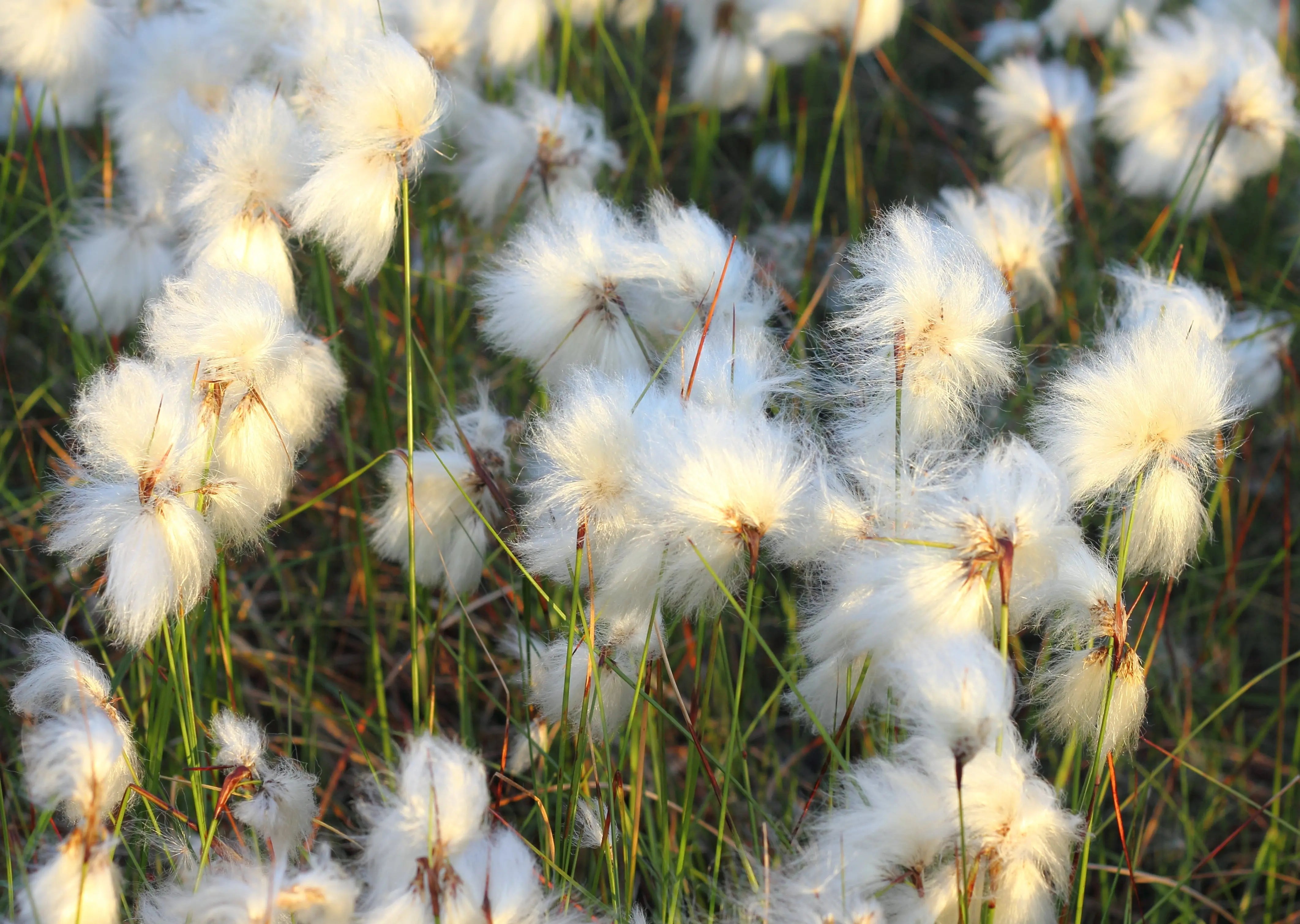 Ziergras Eriophorum angustifolium (Wollgras) von Stauden Gänge mit dünnen, weißen Blütenständen im Garten, Nahaufnahme