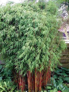 Roter Bambus Fargesia jiuzhaigou 'Genf' von Stauden Gänge, XXL Ziergras mit rotem Laub, wächst aufrecht und buschig.