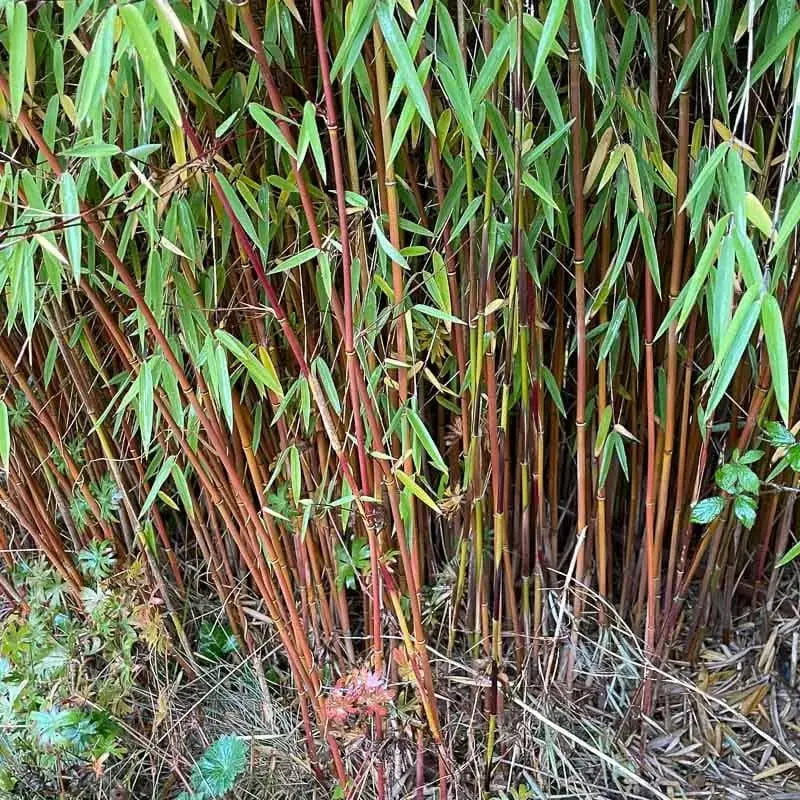 Roter Fargesia jiuzhaigou 'Genf' - XXL roter Bambus, Ziergras von Stauden Gänge, dichtes, rotes Laub, hohe Wuchsform