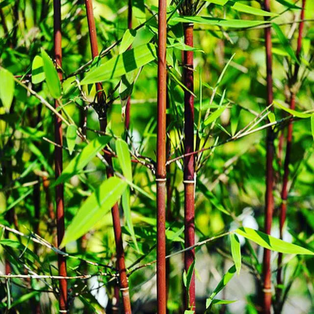 Roter Bambus Fargesia jiuzhaigou 'Geneve' von Stauden Gänge, XXL Ziergras mit roten Trieben, im Garten.