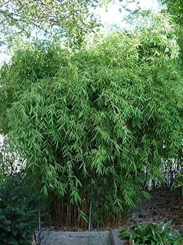 Roter Bambus Fargesia jiuzhaigou 'Genf' von Stauden Gänge, XXL Ziergras mit rotem Blätterdach, frisch und grün im Garten.