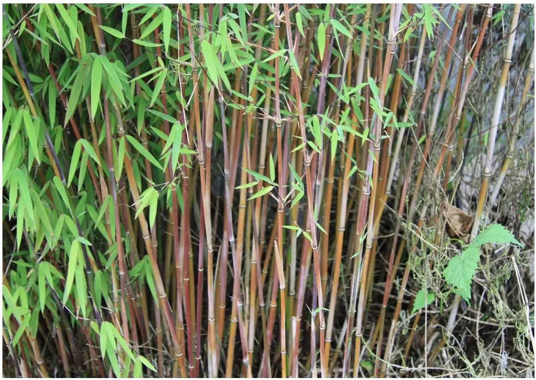 Roter Bambus Fargesia jiuzhaigou 'Genf' von Stauden Gänge, XXL, Ziergras mit roten Blättern und hohem Wuchs.