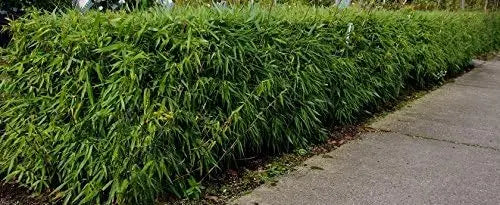 Großer Fargesia murielae ‚Dino‘ Gartenbambus von Stauden Gänge, Ziergras mit dichten grünen Blättern, XXL-Größe im Garten.