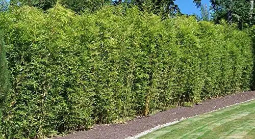 Fargesia murielae ‚Dino‘, XXL Riesen Gartenbambus, Ziergras von Stauden Gänge, grünes, buschiges Ziergras mit dichten Blättern
