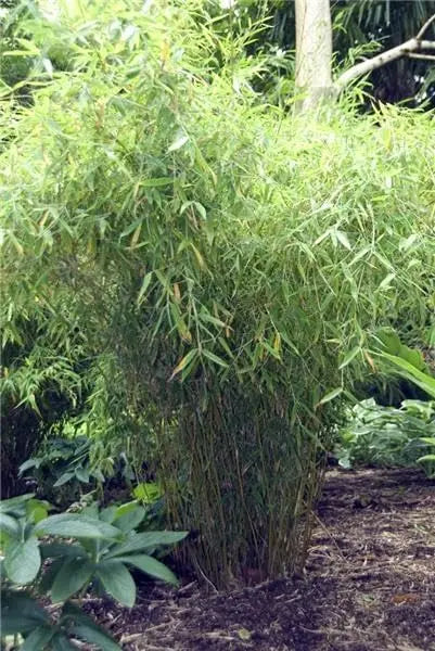 Ziergras Fargesia murielae ‚Dino‘, großer Gartenbambus XXL, grüne Blätter, aufrecht wachsend, von Stauden Gänge