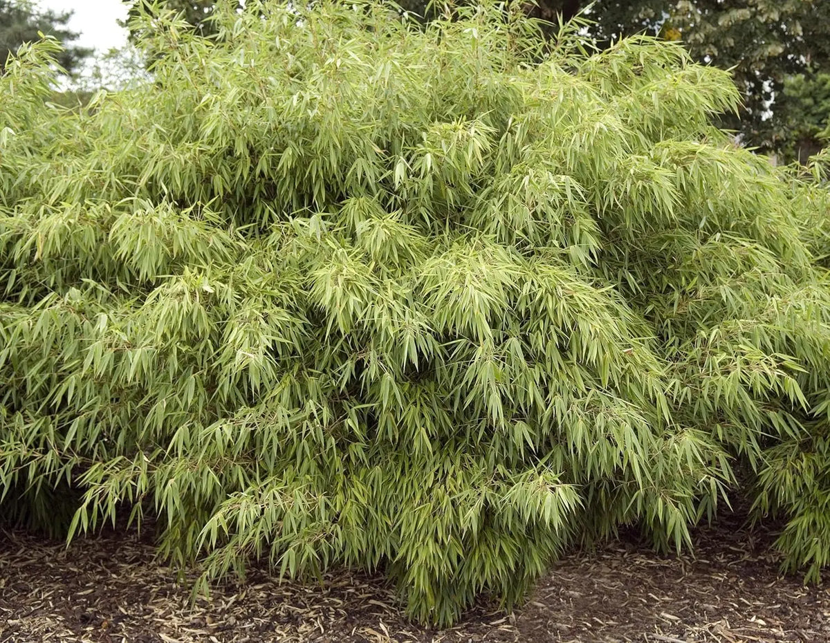 Ziergras Fargesia murielae 'Rufa' Heckenbambus XXL von Stauden Gänge, grüne Zweige und dichte Blätter, im Garten.
