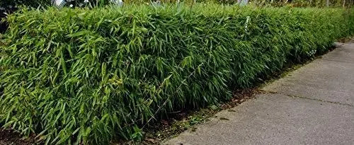Ziergras Fargesia murielae 'Rufa' Heckenbambus XXL von Stauden Gänge, grüner Bambusstrauch mit dichten Blättern.