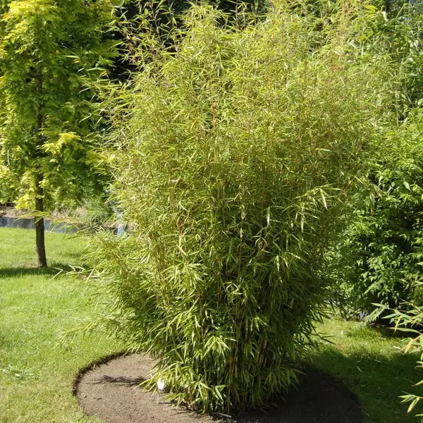 Roter Fargesia nitida 'Great Wall' Ziergras von Stauden Gänge, großer roter Bambus im Garten, schöne Blätter und robuste Stängel