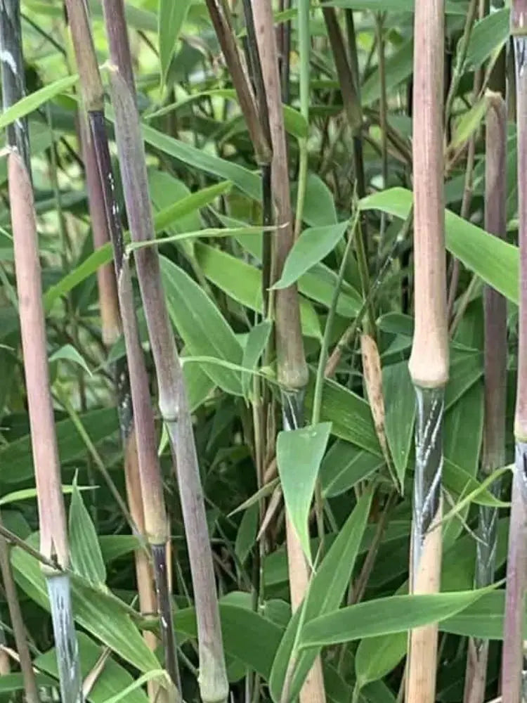 Roter Fargesia nitida 'Great Wall‘ Ziergras von Stauden Gänge, großer Bambus mit rotem Laub, im Garten.