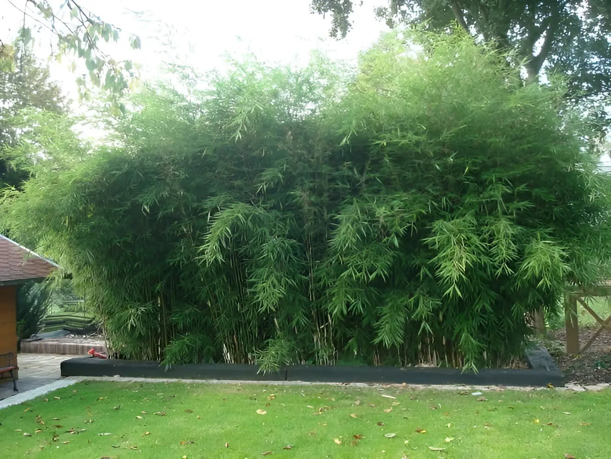 Ziergras Fargesia robusta 'Campbell' – hoher Heckenbambus, grüne Blätter, dichte Zweige, Stauden Gänge, XXL.