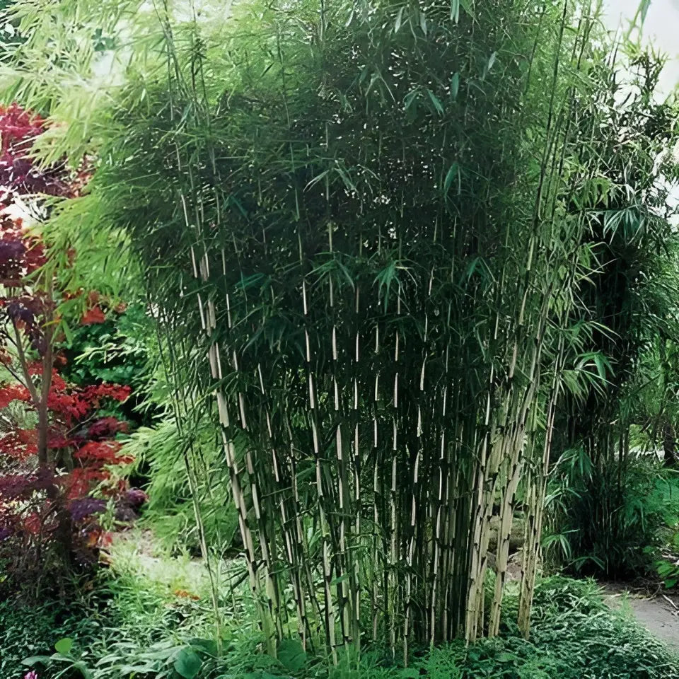 Ziergras Fargesia robusta 'Campbell' - Hoher Heckenbambus, Stauden Gänge, auf Bild mit dichtem, grünen Laub und hohen Stämmen.