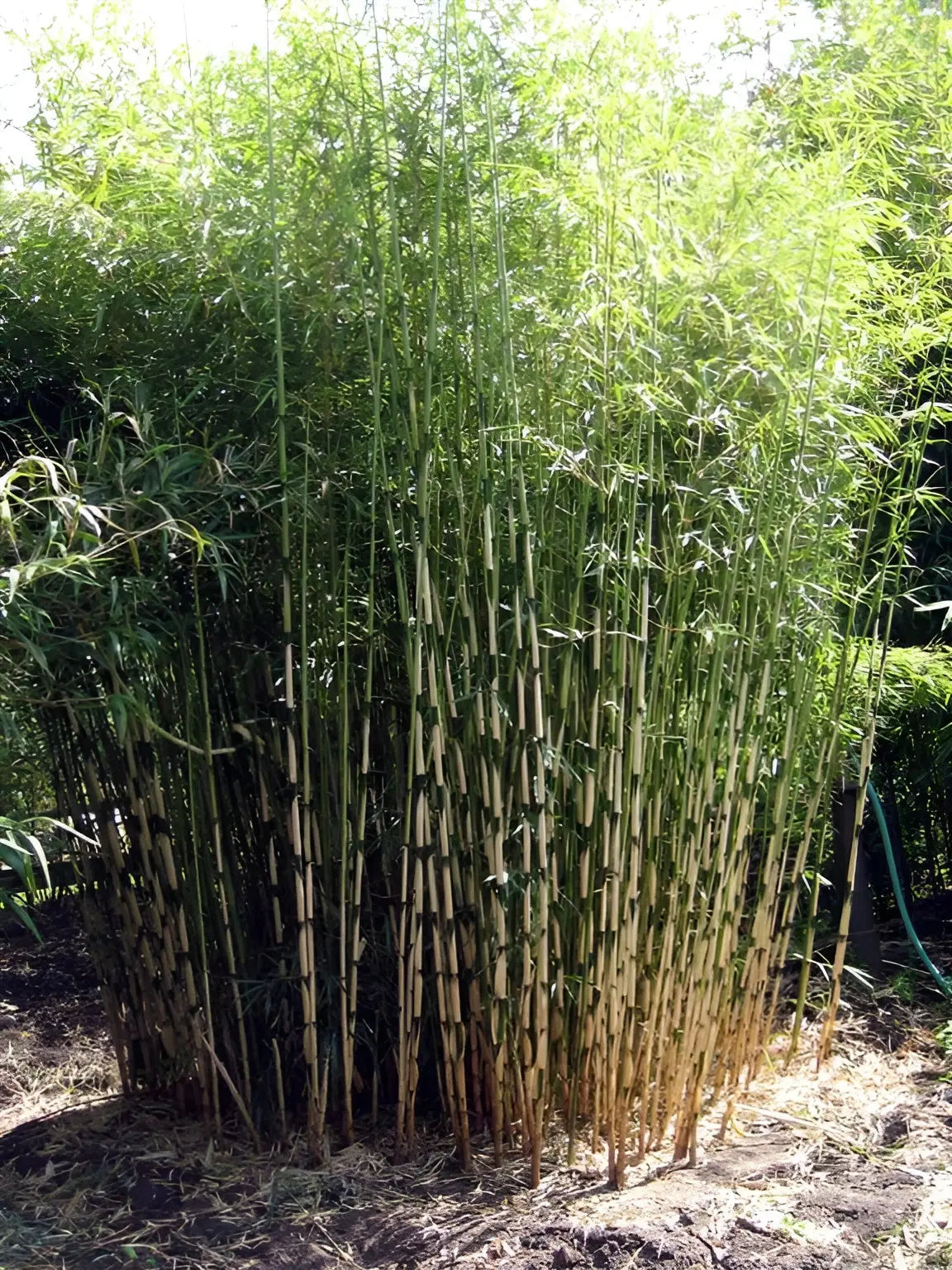 Ziergras Fargesia robusta 'Campbell' als hoher Heckenbambus, Stauden Gänge, grüne Blätter, dichter Wuchs, XXL-Format