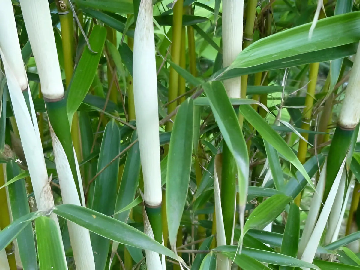 Ziergras Fargesia robusta 'Pingwu' als hoher Heckenbambus, Stauden Gänge, gesunde grüne Blätter und aufrechter Wuchs.