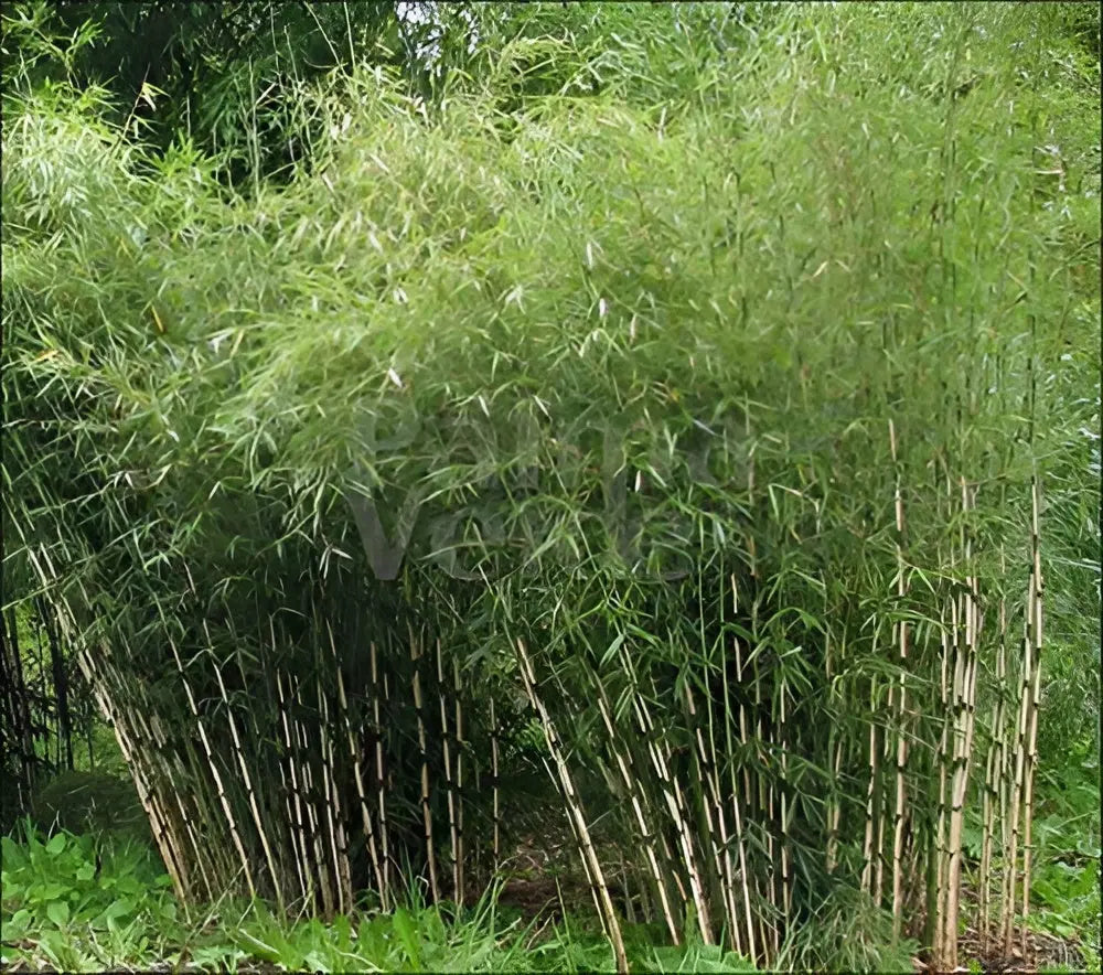 Ziergras Fargesia robusta 'Pingwu' von Stauden Gänge, hoher Heckenbambus, grünes Laub, robustes Ziergras im Garten