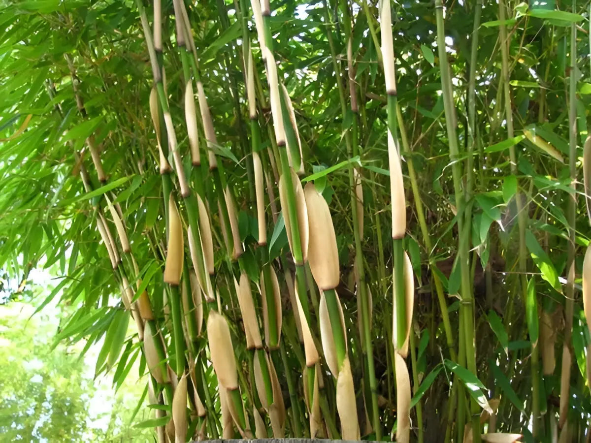 Ziergras Fargesia robusta 'Pingwu' vom Gartenstauden Gänge, hoher Heckenbambus, grüne Blätter, winterhart, XXL-Größe