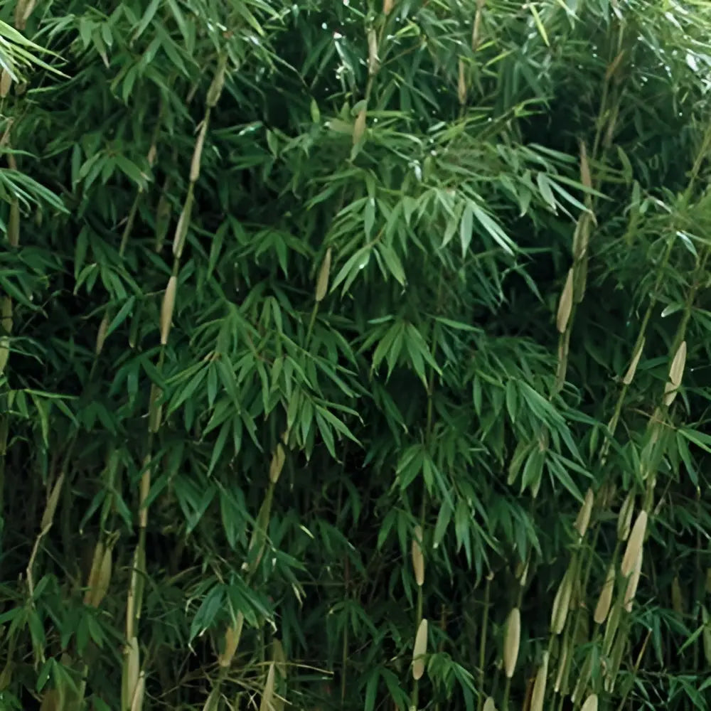 Ziergras Fargesia robusta 'Pingwu' als hoher Heckenbambus, Stauden Gänge, grünes, buschiges Ziergras, XXL-Format