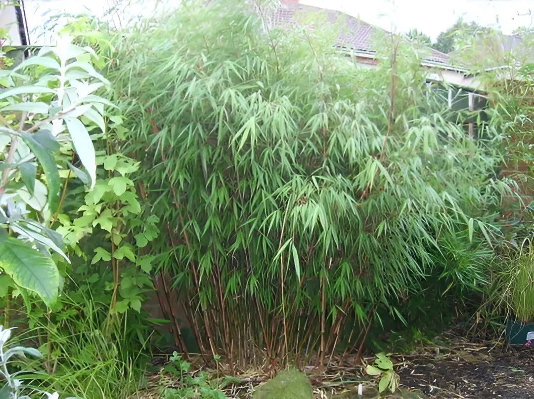Roter Fargesia scabrida 'Asian Wonder' XXL, Ziergras von Stauden Gänge, grünes Laub und roter Bambus in natürlicher Umgebung