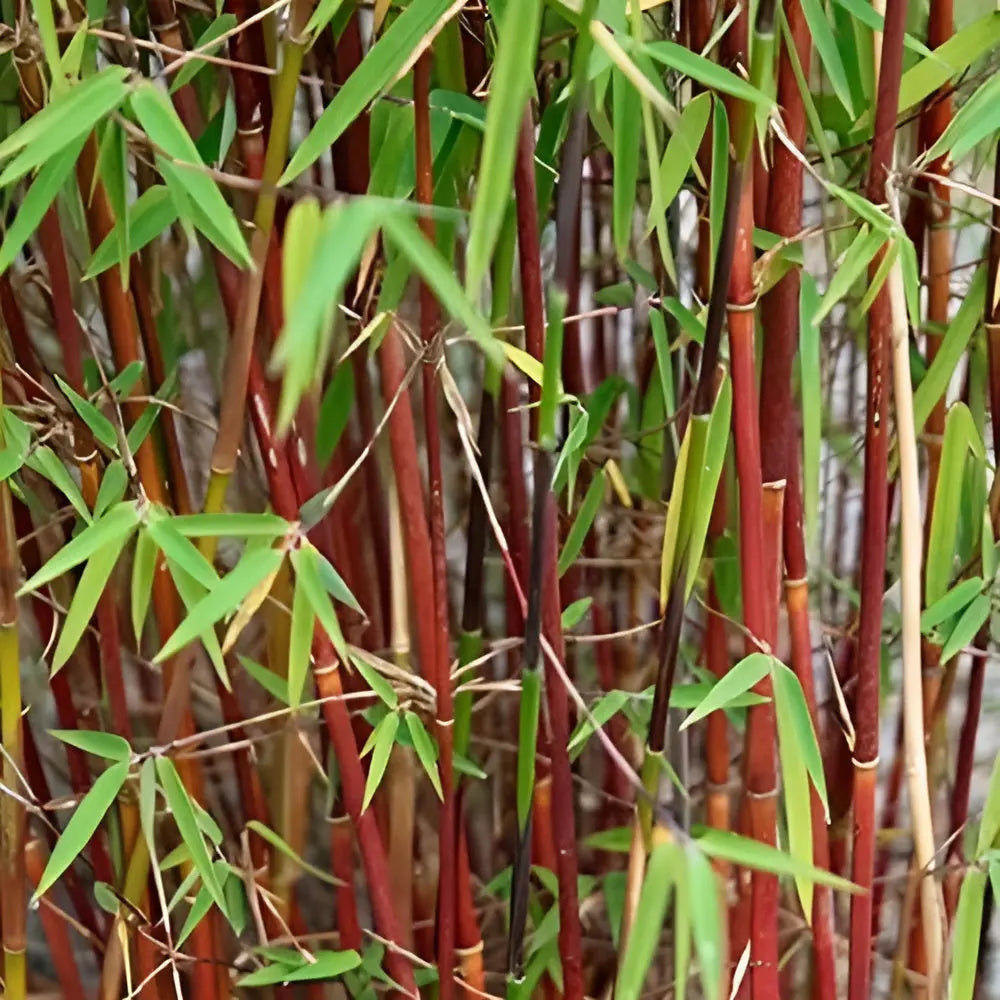 Roter Bambus Fargesia scabrida 'Asian Wonder' als XXL-Ziergras, grüne, leicht überhängende Blätter, gesundes, kräftiges Wachstum.