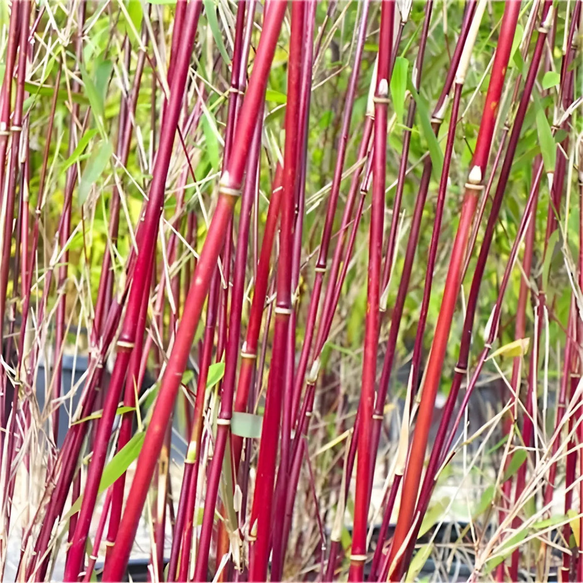 Roter Fargesia scabrida 'Asian Wonder' Ziergras von Stauden Gänge, großer, roter Bambus als Gartendekoration, blickfangend.