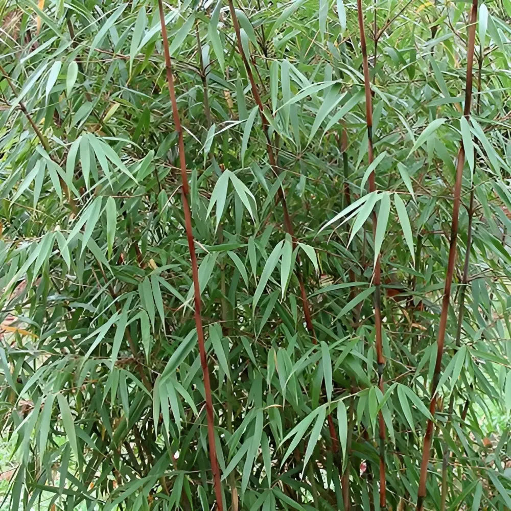 Ziergras Fargesia scabrida 'Asian Wonder' roter Bambus XXL, große grüne Stauden, im Garten wachsend, von Stauden Gänge.