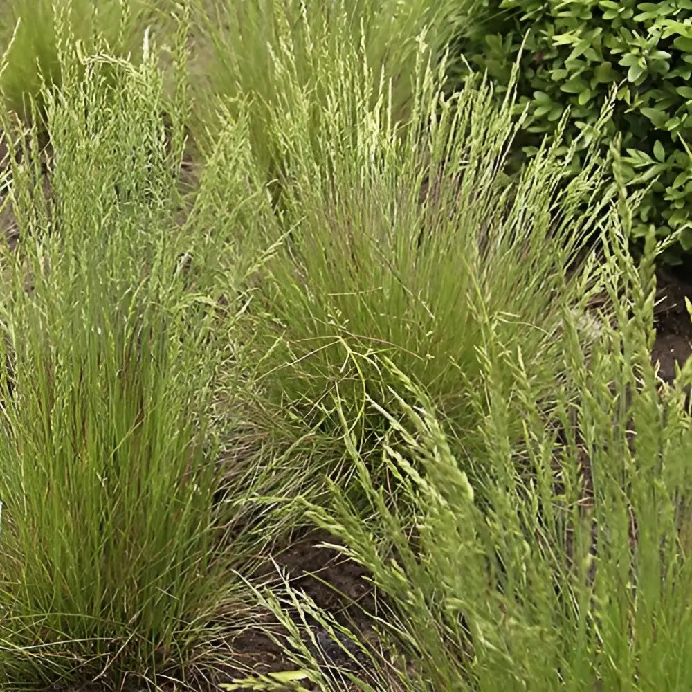 Ziergras Festuca amethystina und Regenbogen-Schwingel von Stauden Gänge, grün und lila, in einem Gartenbeet.