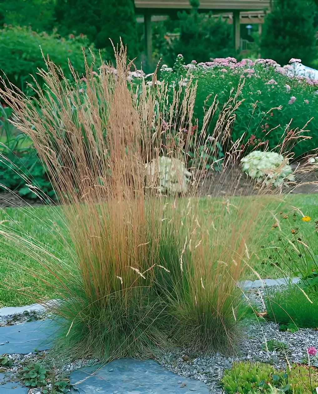 Ziergras Festuca amethystina und Regenbogen-Schwingel, grüne und lila Blätter, im Garten gepflanzt, von Stauden Gänge