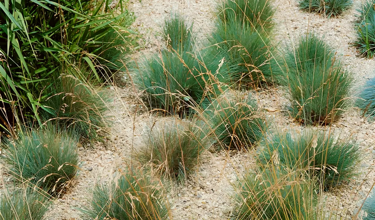 Ziergras Festuca amethystina mit lila und grünen Halmen, Stauden Gänge, dekoratives und robustes Gartenpflanzenbild