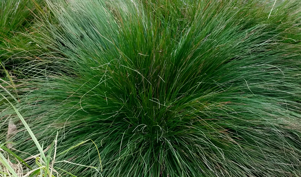 Ziergras Festuca amethystina, Regenbogen-Schwingel, mit silbrigen und grünen Blättern, Stauden Gänge, dekoratives Gartenpflanzenbild