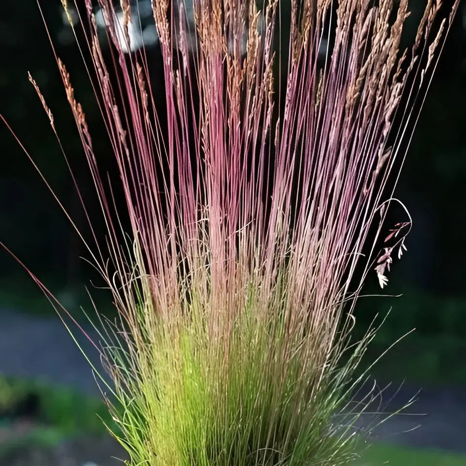 Ziergras Festuca amethystina und Regenbogen-Schwingel, grüne und lilafarbene Gräser, im Garten gepflanzt, Stauden Gänge.