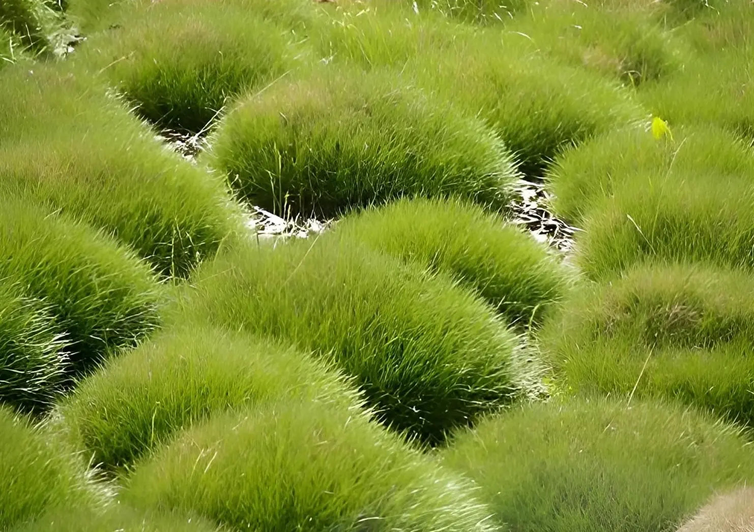 Ziergras Festuca gautieri, Bärenfellgras, mit kompakter, nadelartiger grüner Pflanze, Stauden Gänge, Nahaufnahme
