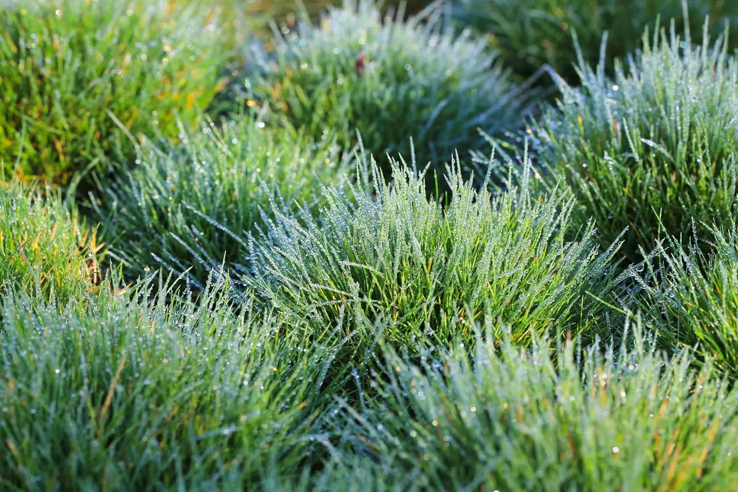 Ziergras Festuca gautieri, auch Bärenfellgras, mit silbrigen, weichen Blättern, Stauden Gänge, Nahaufnahme im Garten