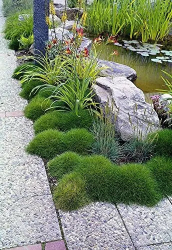 Ziergras Festuca gautieri Bärenfellgras von Stauden Gänge, dichtes, filziges Bärenfellgras mit grünen Blättern.