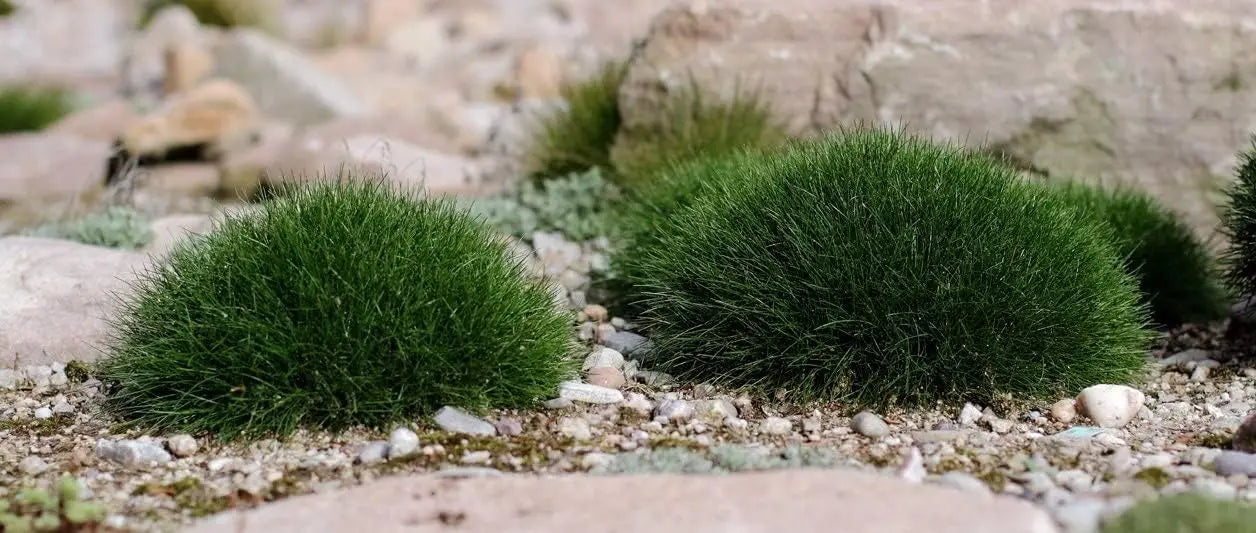 Festuca gautieri 'Pic Carlit' Ziergras, Stauden Gänge, mit grünen, dichten, baumartigen Halmen, Bärenfellgras.