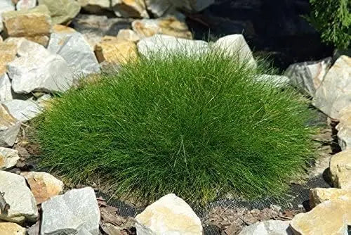 Ziergras Festuca gautieri 'Pic Carlit' von Stauden Gänge, Bärenfellgras mit grünen, flauschigen Blättern, im Garten.