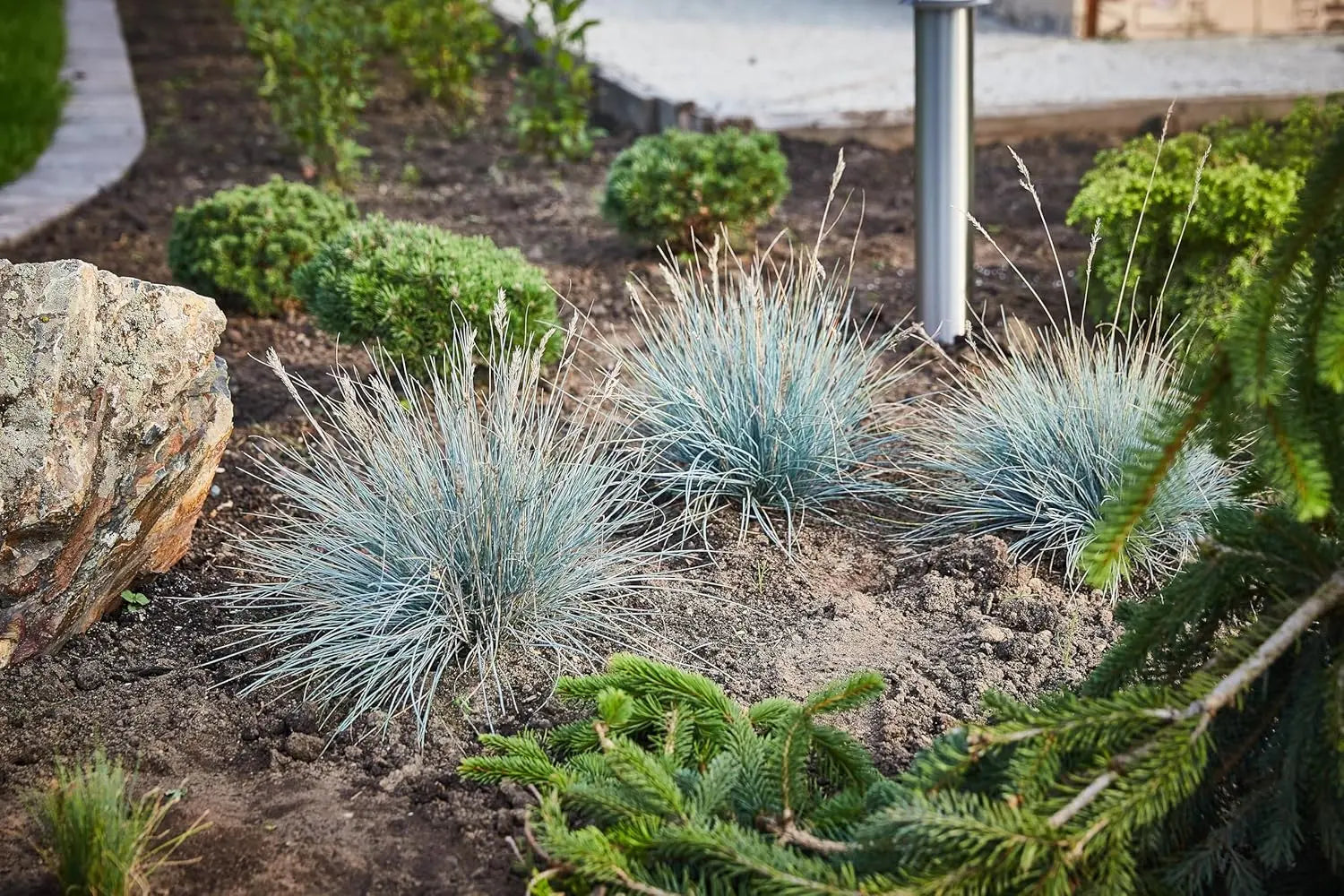 Blauschwingel Festuca glauca ‚Azurit‘ als Ziergras, grüne bis bläuliche Halme, im Garten, von Stauden Gänge.