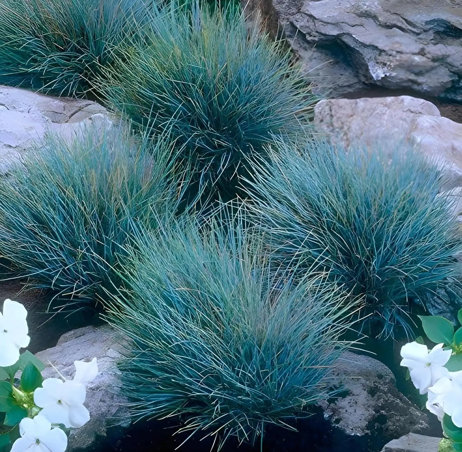 Blauschwingel Festuca glauca 'Elijah Blue' als Ziergras, grüne und blaue Halme, von Stauden Gänge.
