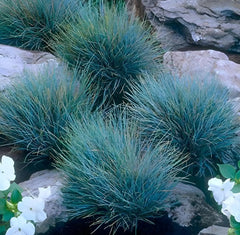Blauschwingel Festuca glauca 'Elijah Blue' als Ziergras, grüne und blaue Halme, von Stauden Gänge.